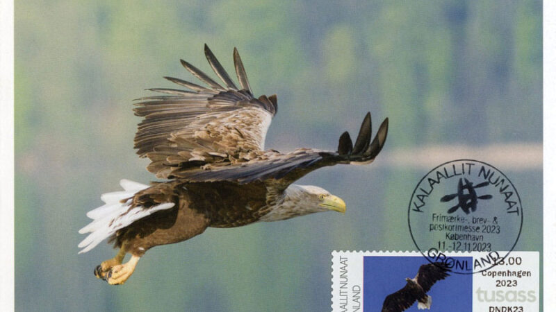 GREENLAND. 2023, the White-Tailed Eagles series